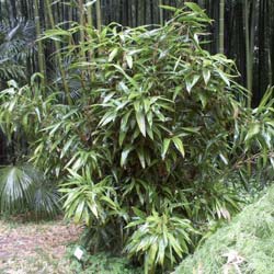 Bambu Indocalamus latifolius